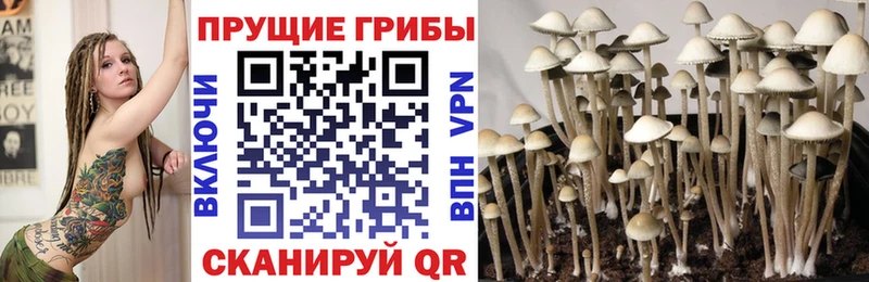 Купить  Электроугли  Псилоцибиновые грибы GOLDEN TEACHER 